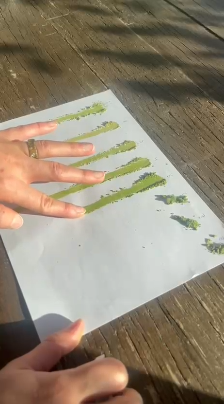 Test kvality matcha prášku - porovnanie rôznych kvalít matchy